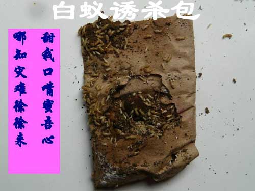 诱杀白蚁解剖现场
