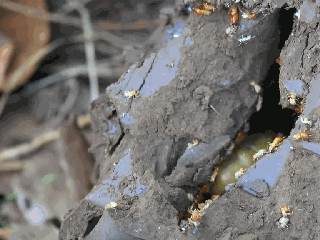 泉州市除白蚁 挖蚁巢    白蚁找巢挖窝的方法