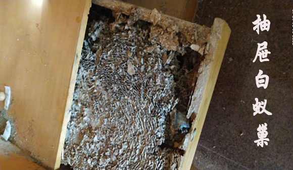 泉州白蚁防治是怎么样把白蚁巢找呢？