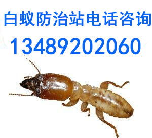 999028.jpg